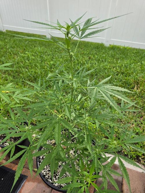 Pound Cake Auto. Week 6 - Pound Cake Auto