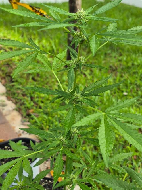 Gorilla Cookies. Week 6 - Gorilla Cookies