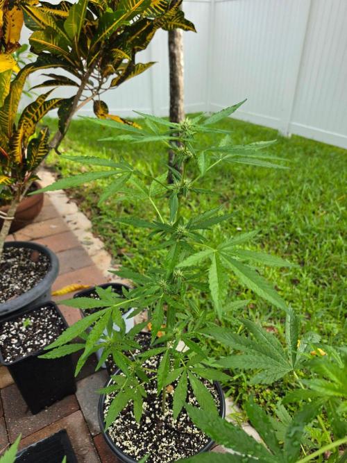 Gorilla Cookies. Week 6 - Gorilla Cookies