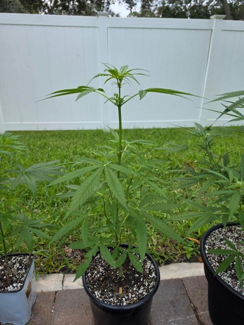 Purple Lemonade Auto. Week 5 - Purple Lemonade Auto