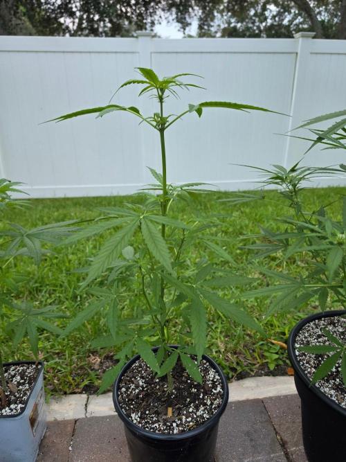Purple Lemonade Auto. Week 5 - Purple Lemonade Auto