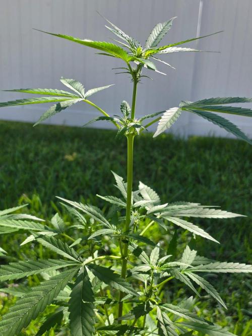 Purple Lemonade Auto. Week 6 - Purple Lemonade Auto 