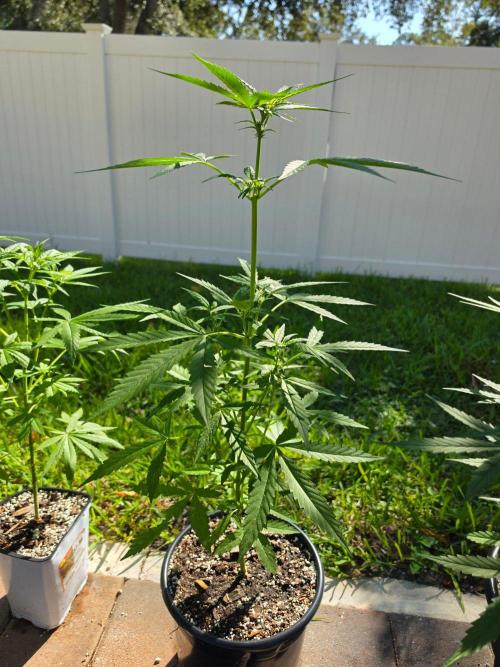 Purple Lemonade Auto. Week 6 - Purple Lemonade Auto 