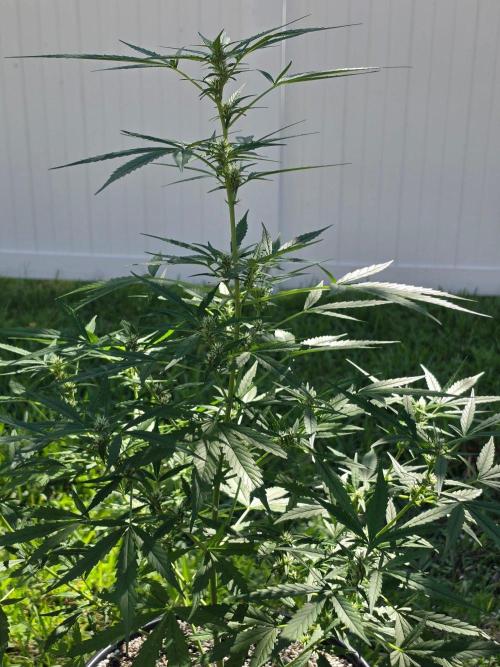 Pound Cake Auto. Week 7