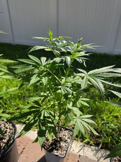 Jack's Dream. Week 6
