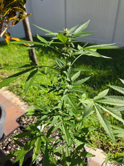 Gorilla Cookies. Week 8 - Gorilla Cookies