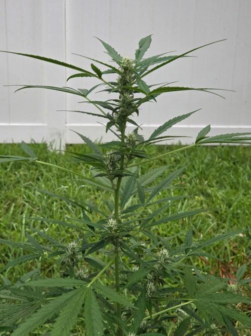 Pound Cake Auto. Week 8 - Pound Cake Auto