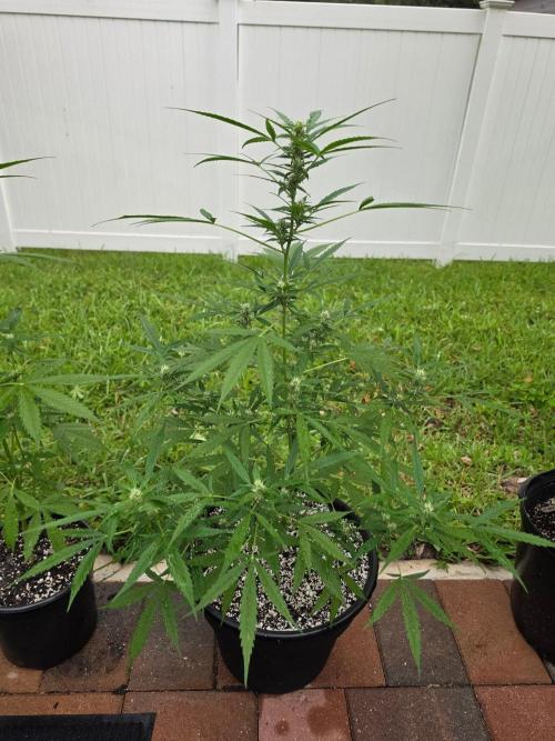 Pound Cake Auto. Week 8 - Pound Cake Auto