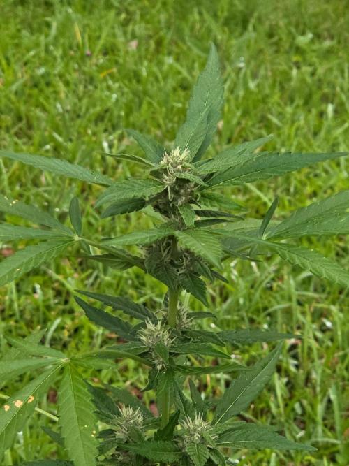 Gorilla Cookies. Week 9 - Gorilla Cookies Auto