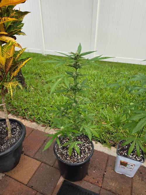 Gorilla Cookies. Week 9 - Gorilla Cookies Auto