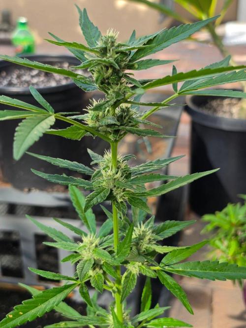 Gorilla Cookies. Week 11 - Gorilla Cookies Auto