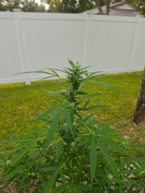 Pound Cake Auto. Week 8 - Pound Cake Auto