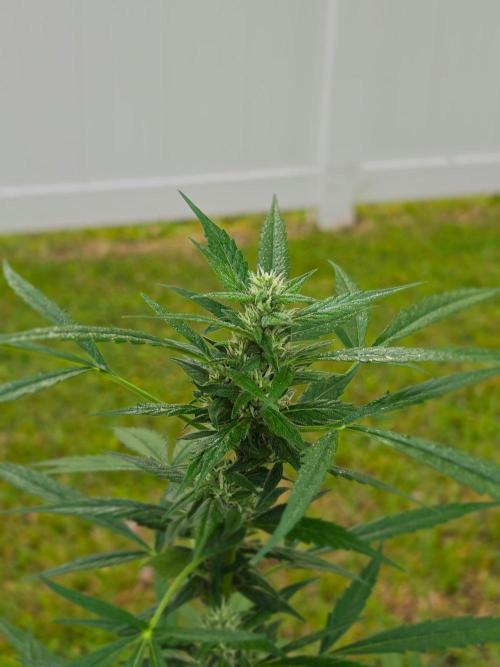 Pound Cake Auto. Week 8 - Pound Cake Auto