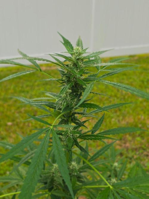 Pound Cake Auto. Week 8 - Pound Cake Auto