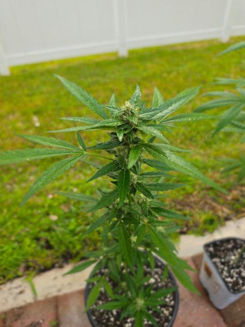 Gorilla Cookies. Week 11 - Gorilla Cookies Auto