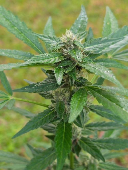 Gorilla Cookies. Week 11 - Gorilla Cookies Auto
