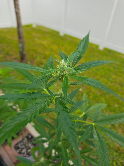 Purple Lemonade Auto. Week 7 - Purple Lemonade Auto