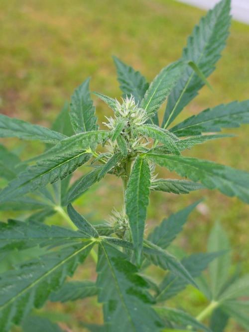 Purple Lemonade Auto. Week 7 - Purple Lemonade Auto