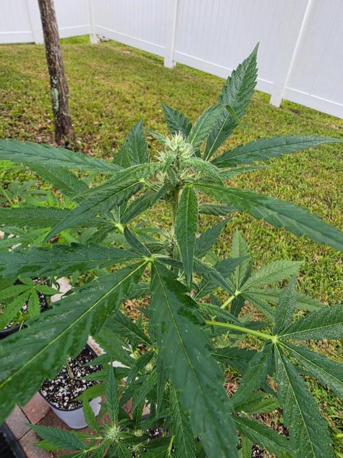 Purple Lemonade Auto. Week 7 - Purple Lemonade Auto