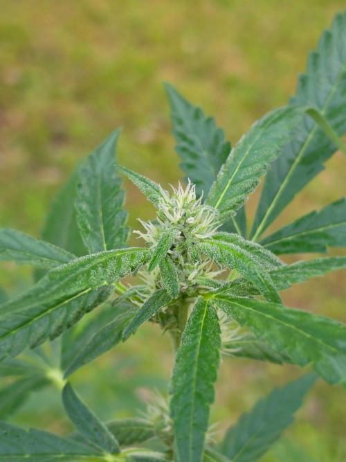 Purple Lemonade Auto. Week 7 - Purple Lemonade Auto