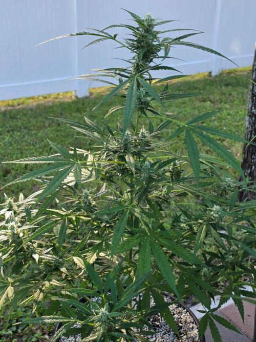 Pound Cake Auto. Week 9 - Pound Cake Auto