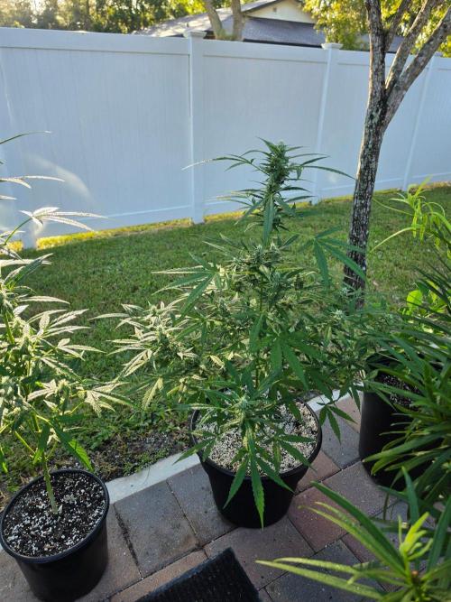 Pound Cake Auto. Week 9 - Pound Cake Auto