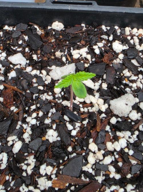 Fastbuds Outdoor. Week 0 - Banana Purple Punch Auto