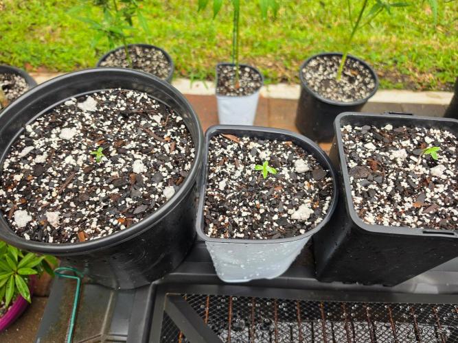Fastbuds Outdoor. Week 0 - Lemon Cherry Cookies Auto
Banana Purple Punch Auto
LSD25 Auto