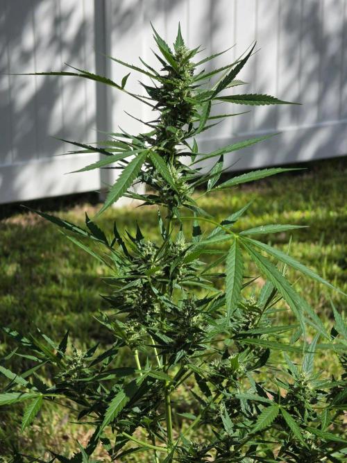 Pound Cake Auto. Week 9 - Pound Cake Auto/Sun