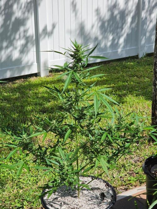 Pound Cake Auto. Week 9 - Pound Cake Auto/Sun