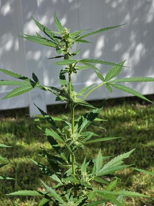 Purple Lemonade Auto. Week 7 - Purple Lemonade/Sun