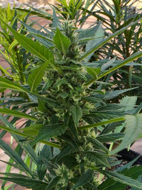 Pound Cake Auto. Week 10 - Pound Cake Auto