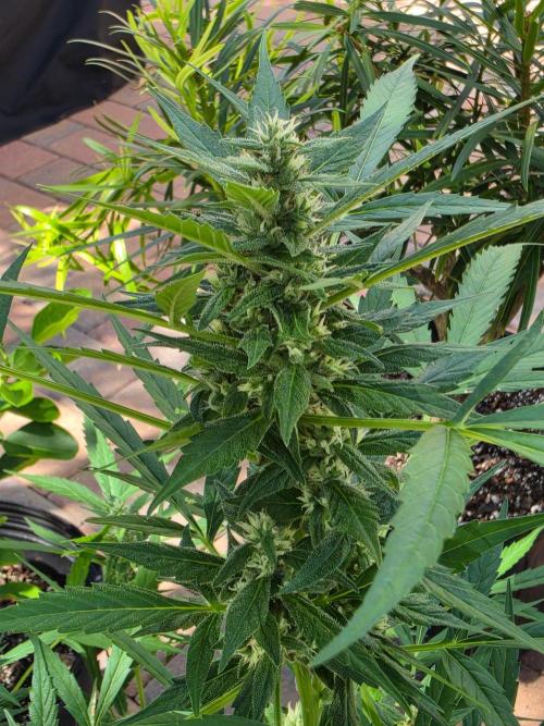 Pound Cake Auto. Week 10 - Pound Cake Auto 