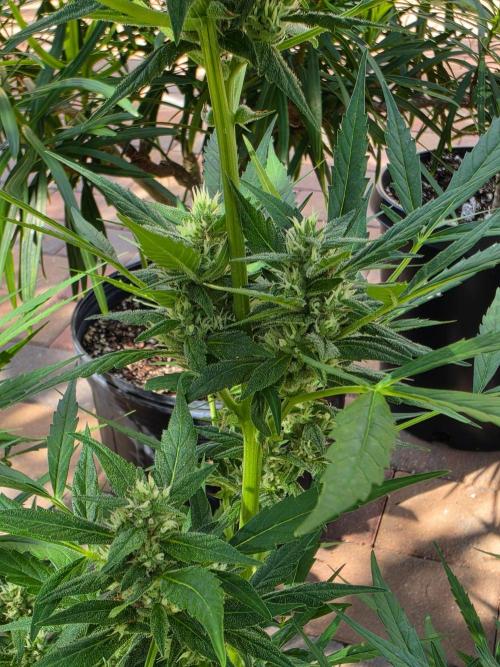 Pound Cake Auto. Week 10 - Pound Cake Auto