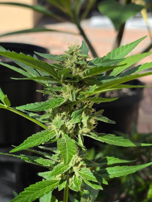 Gorilla Cookies. Week 12 - Gorilla Cookies Auto