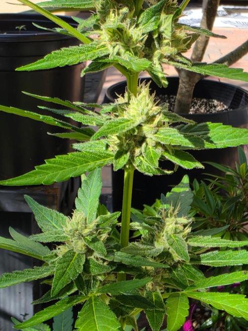 Gorilla Cookies. Week 12 - Gorilla Cookies Auto