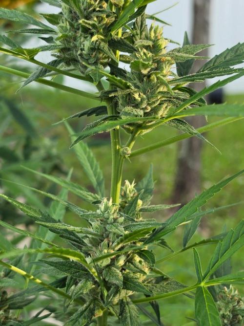 Pound Cake Auto. Week 11 - Pound Cake Auto
