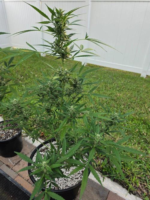 Pound Cake Auto. Week 11 - Pound Cake Auto