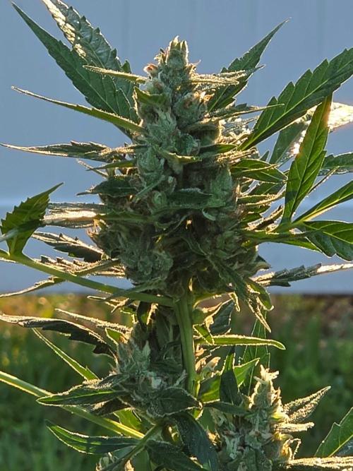 Pound Cake Auto. Week 13