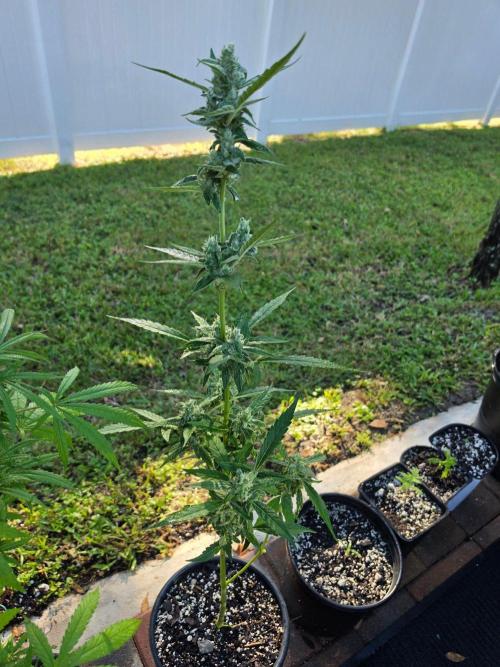 Strawberry Gorilla Auto RF3?. Week 11 - SGA