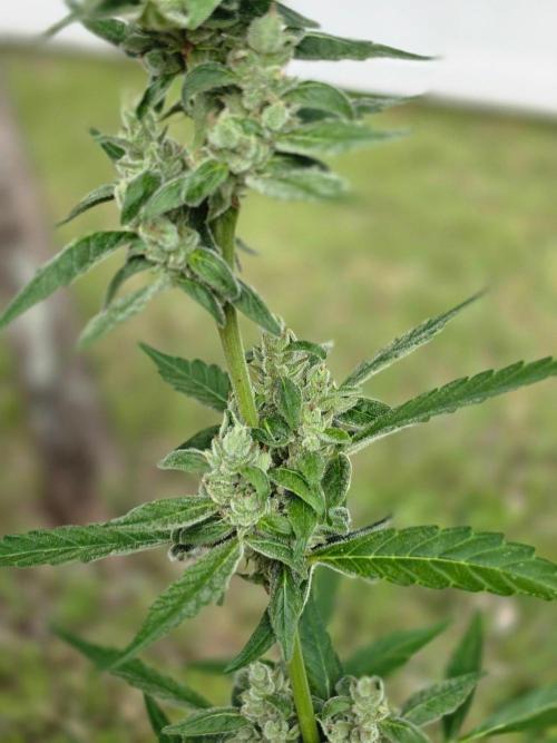 Strawberry Gorilla Auto RF3?. Week 12