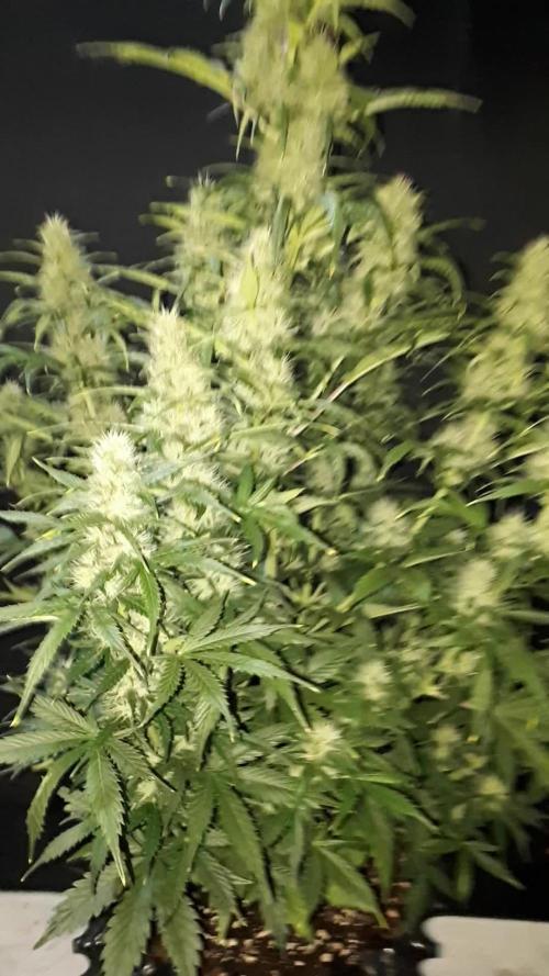 Lemon oasis