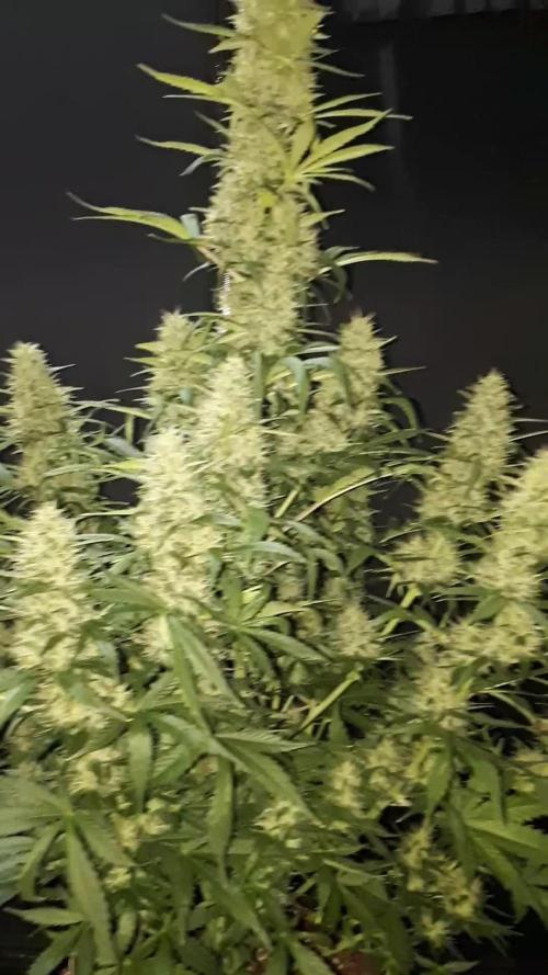 Lemon oasis