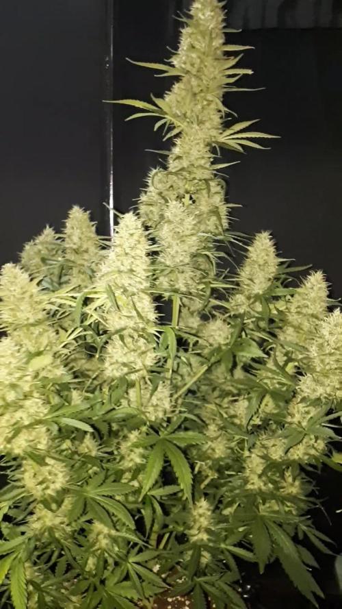 Lemon oasis