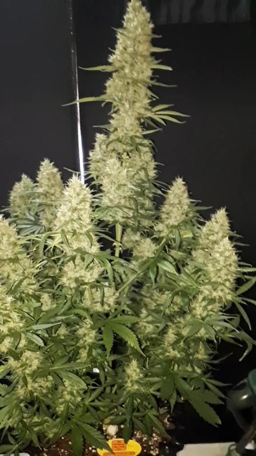 Lemon oasis