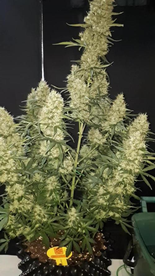 Lemon oasis