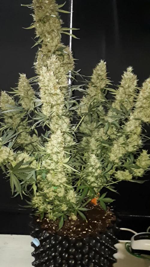 Lemon oasis