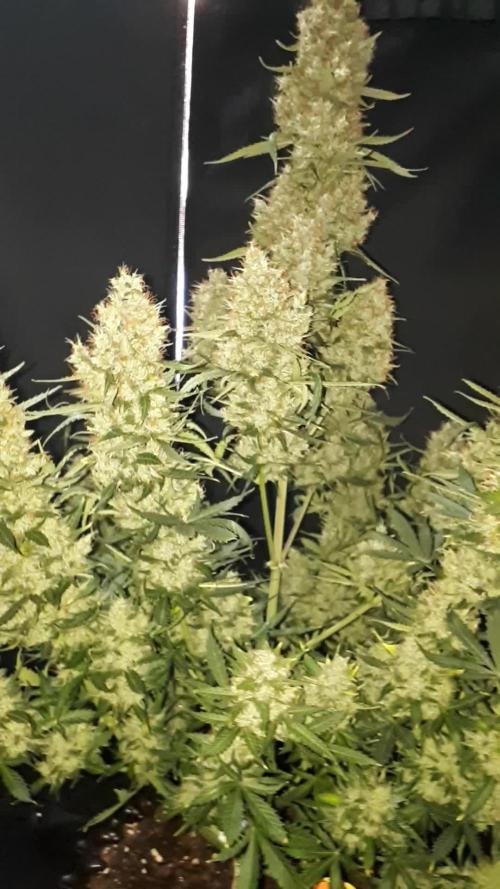 Lemon oasis