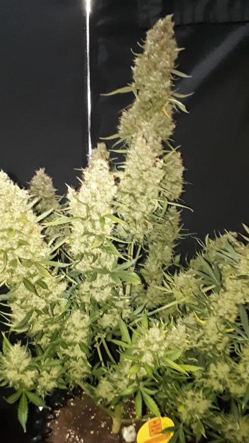 Lemon oasis