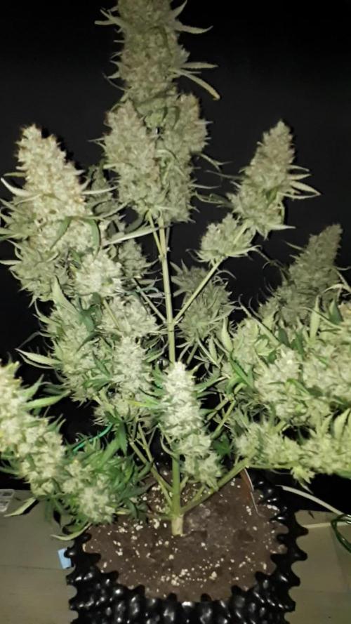 Lemon oasis